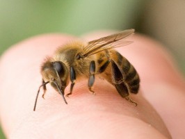 укусмла пчела или оса