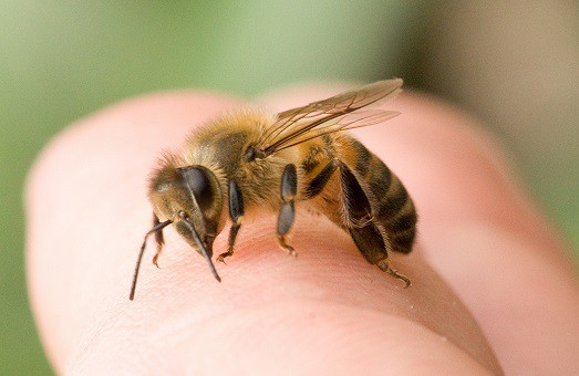 укусмла пчела или оса