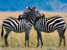 животный мир зебра