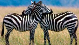 животный мир зебра