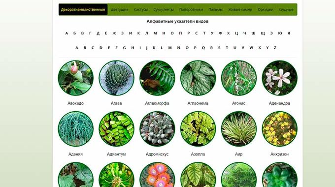Сайт про растения